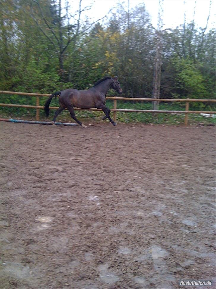 Anden særlig race Zafir Granly R.I.P - fin galop billede 6