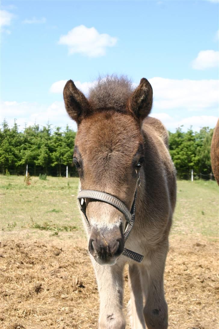 Islænder Náttdís fra Grimshave billede 1