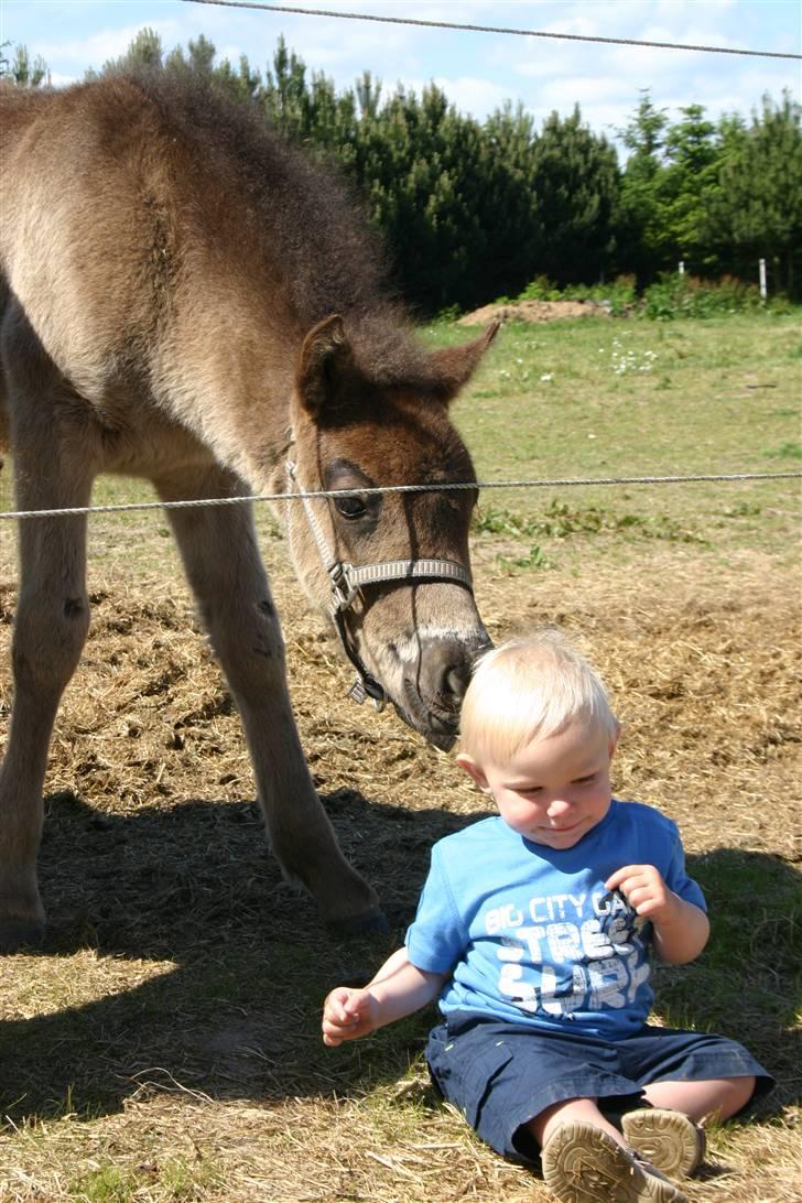 Islænder Náttdís fra Grimshave billede 2