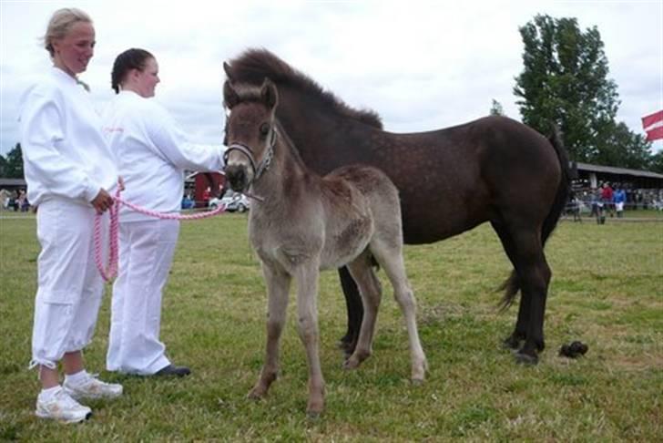 Islænder Náttdís fra Grimshave billede 3