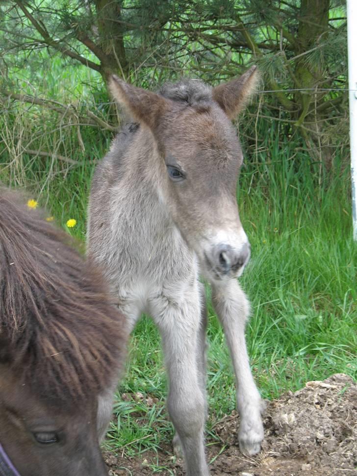 Islænder Náttdís fra Grimshave billede 4