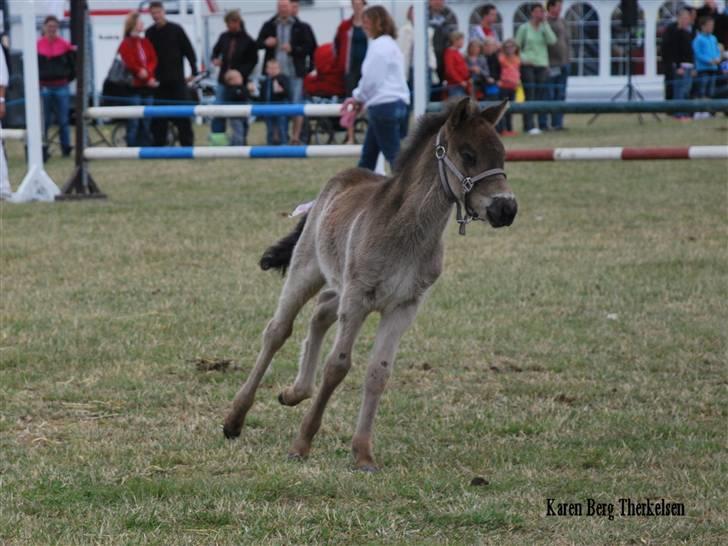 Islænder Náttdís fra Grimshave billede 5