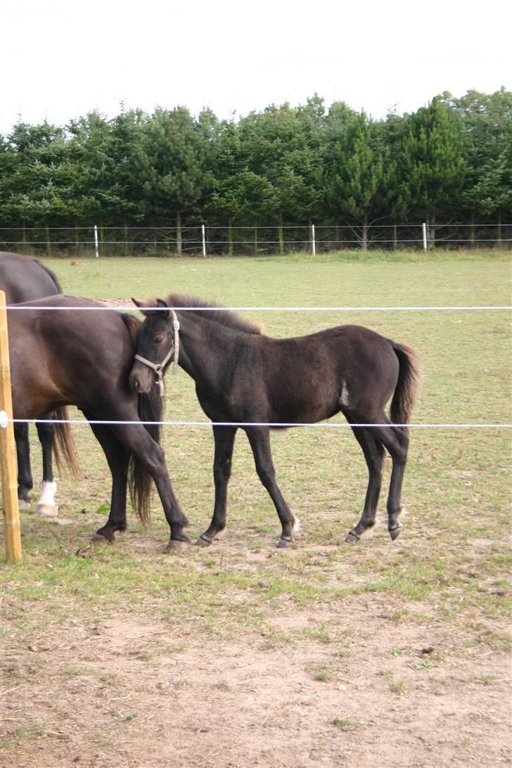 Islænder Náttdís fra Grimshave billede 6