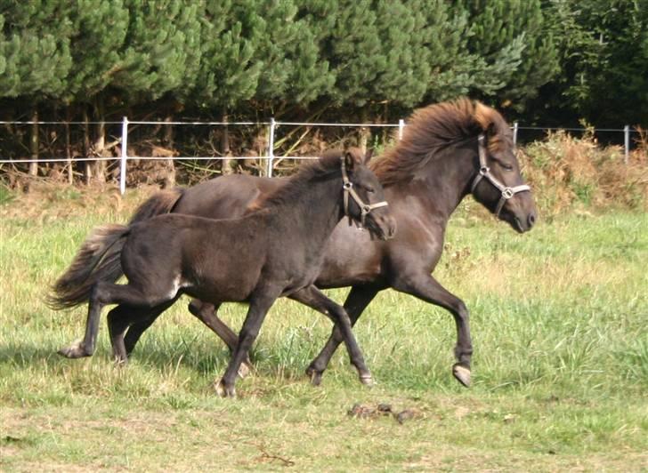 Islænder Náttdís fra Grimshave billede 7