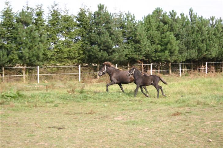 Islænder Náttdís fra Grimshave billede 8