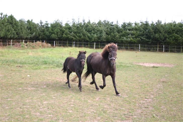 Islænder Náttdís fra Grimshave billede 9