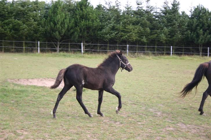 Islænder Náttdís fra Grimshave billede 10