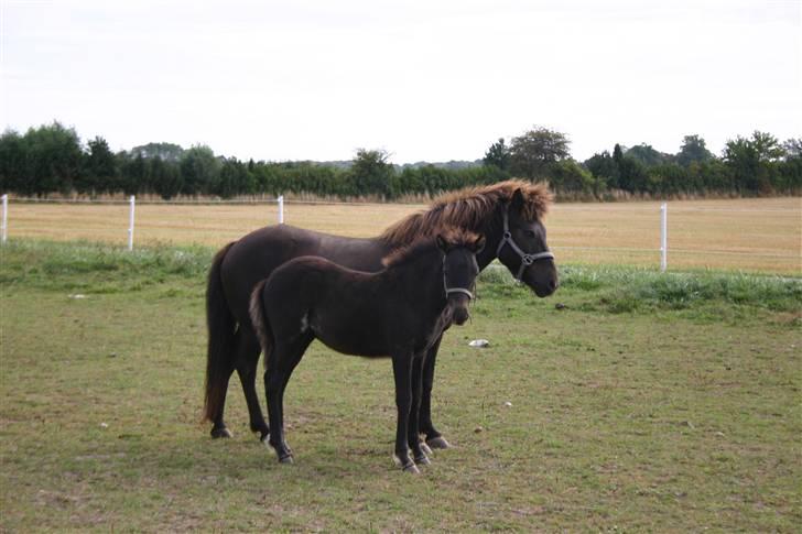 Islænder Náttdís fra Grimshave billede 11