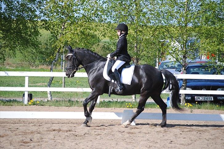 Anden særlig race Diablo - Diablo og jeg i en LB2 på LIND april 2011 :) Her på vej op ad bakke i en øgning. [Foto: Anna med mit kamera] billede 3