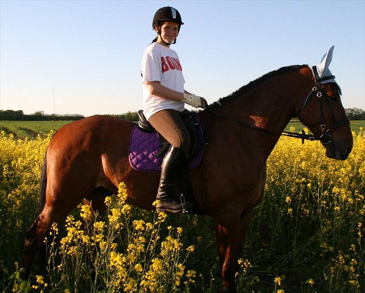Traver Medley Spring - den dag var den første dag du rad uden en anden hest ved din side <3 billede 7