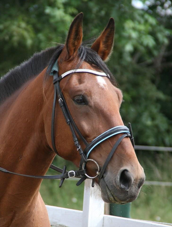 Traver Medley Spring - dejlig hest, glemmer dig ikke, du vil altid være i mit hjerte selv om du langt væk nu <3 billede 16