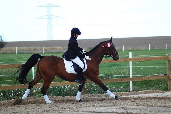 Dansk Varmblod Bæklunds Ferrari - Æresrunde til stævnet i rideklubben SVEJ (D. 25/9 10) - 1. plads i % klassen, hvor vi red LB2 :D<3 billede 7