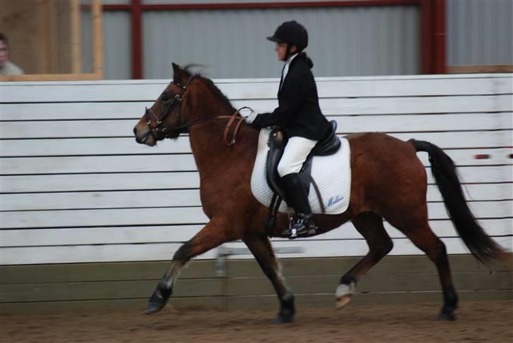 New Forest Spangbo's Spitfire - Hans første stævne i november 2009 Vasehus billede 3