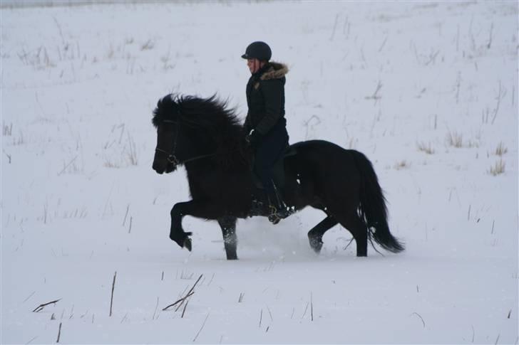 Islænder Sesselja frá Miðkoti - vinter 2009 billede 9