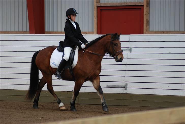 New Forest Spangbo's Spitfire - Hans første stævne i november 2009 Vasehus billede 6