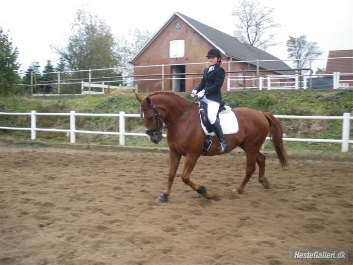 Anden særlig race Fakir.!  - Stævne -VDR - Lc2 billede 10