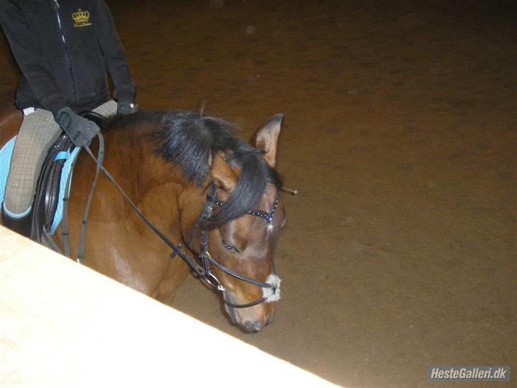 Anden særlig race Ofelia<3. - Dressur undervisning ved Hans Grønbjerg. billede 2