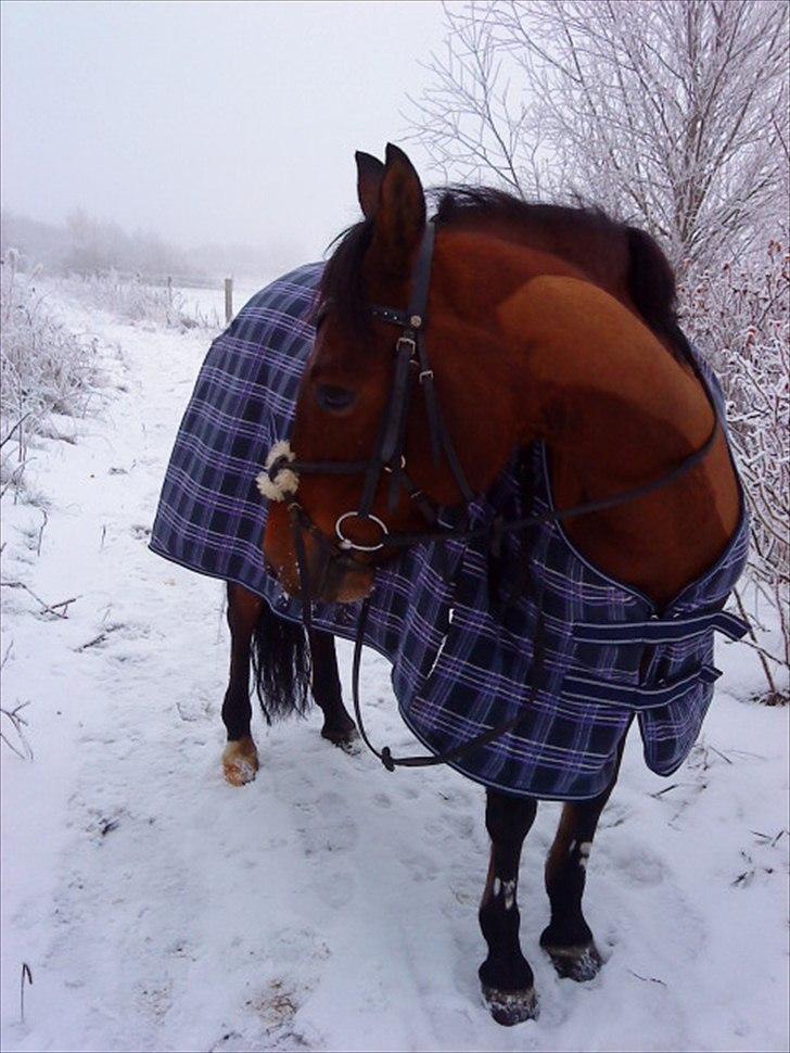 Anden særlig race Ofelia<3. - Ude i sne. billede 5