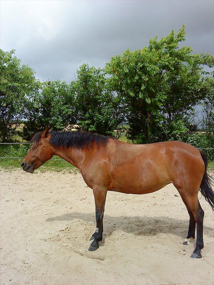 Anden særlig race Ofelia<3. - Ned på 58. Har lig være't ned og ruller sig. billede 6