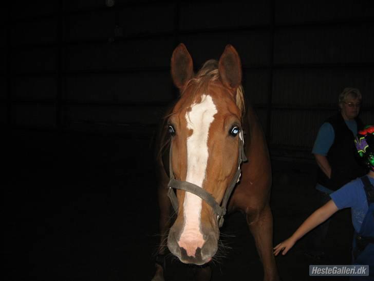 Dansk Varmblod Diban - De er taget af smukke Frederikke <33 xD  billede 8