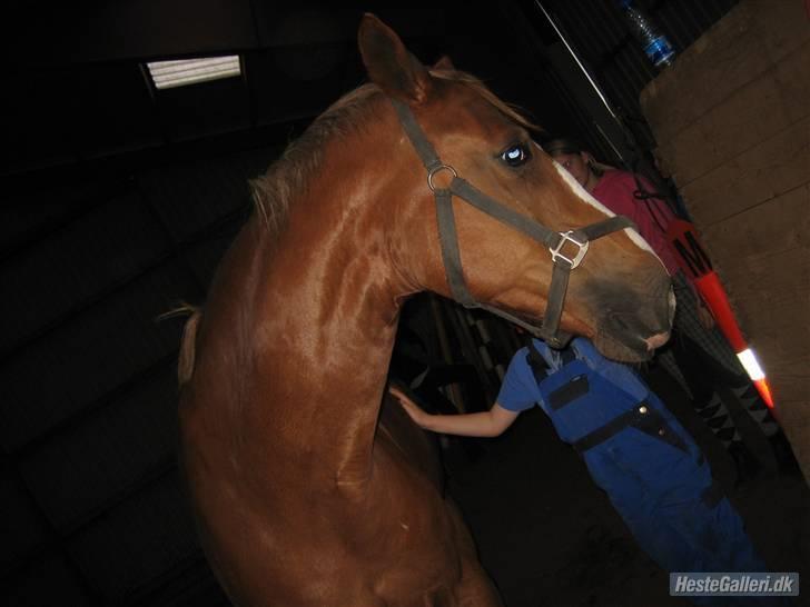 Dansk Varmblod Diban - Ogs taget af Frederikke xD  billede 9