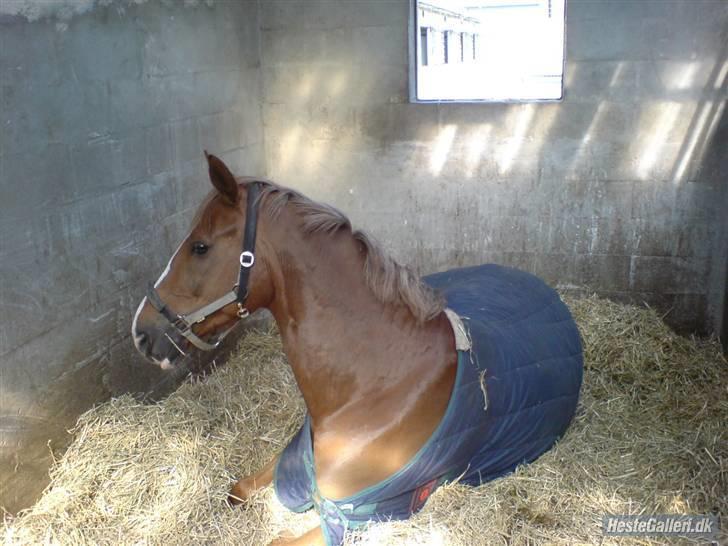 Dansk Varmblod Diban - Taget af Frederikke Thi hi .. xD  billede 10