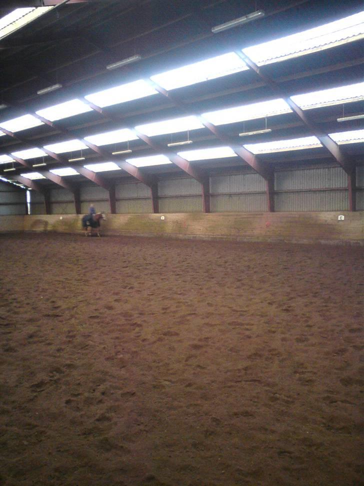 Dansk Varmblod Diban billede 11