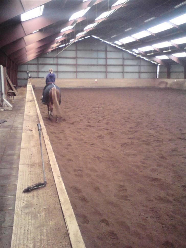 Dansk Varmblod Diban billede 12