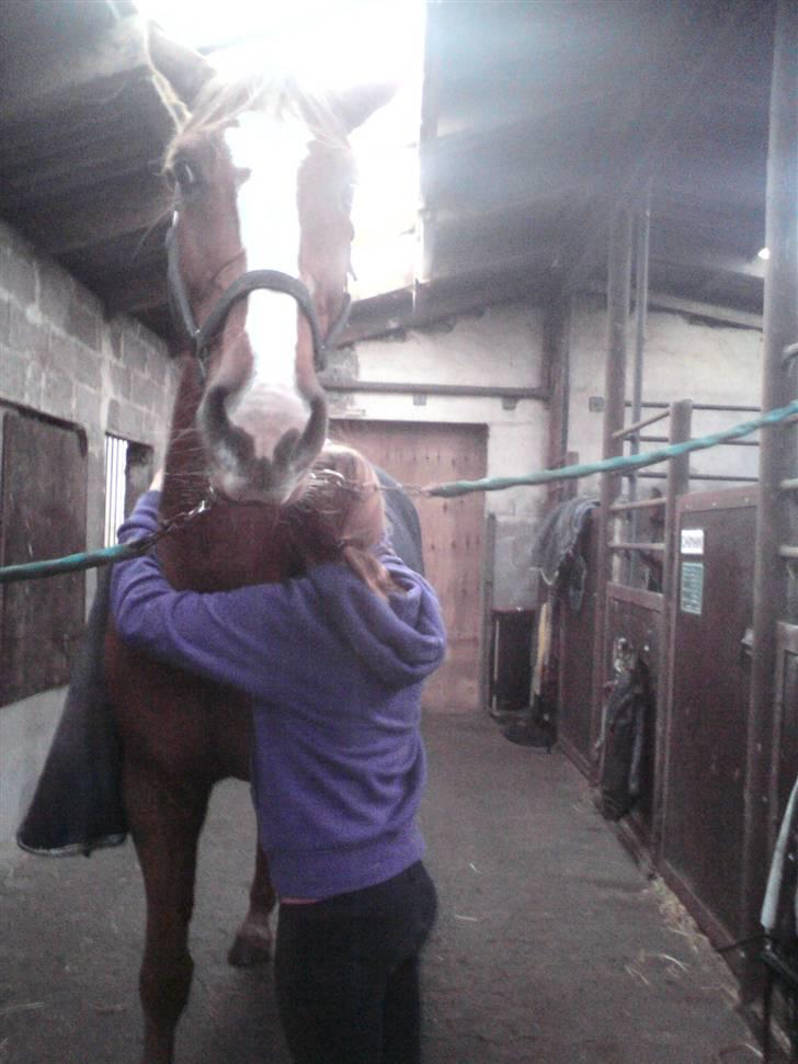 Dansk Varmblod Diban billede 13