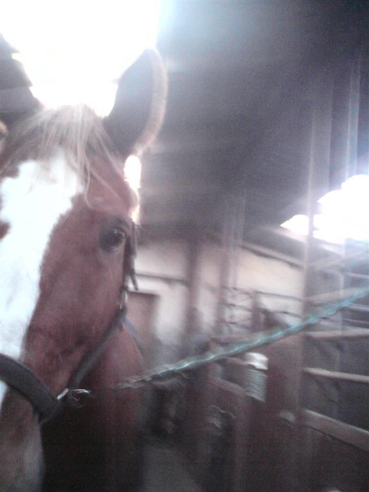 Dansk Varmblod Diban billede 14