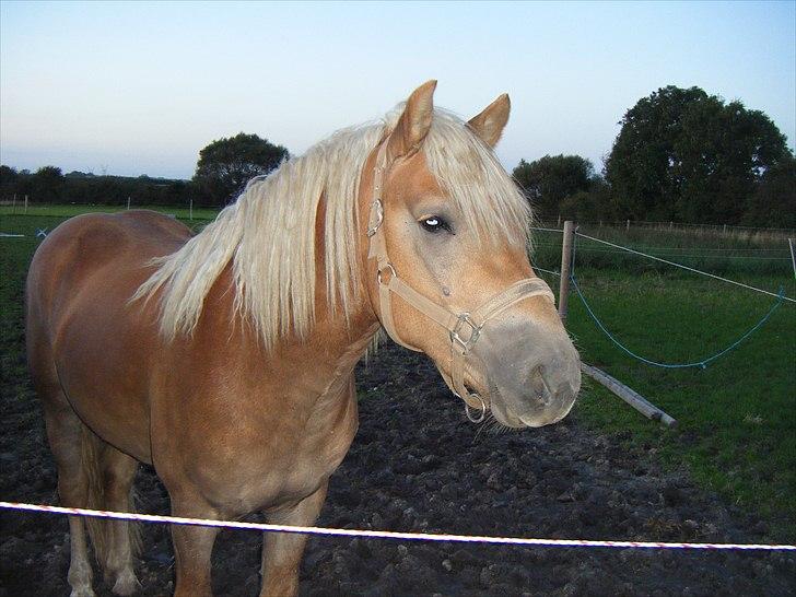 Haflinger RIDEDYRET ALADDIN - som 2½ års  (: billede 20