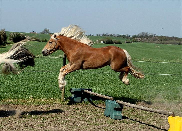 Haflinger RIDEDYRET ALADDIN - Løbe ! som 1½års (; billede 21