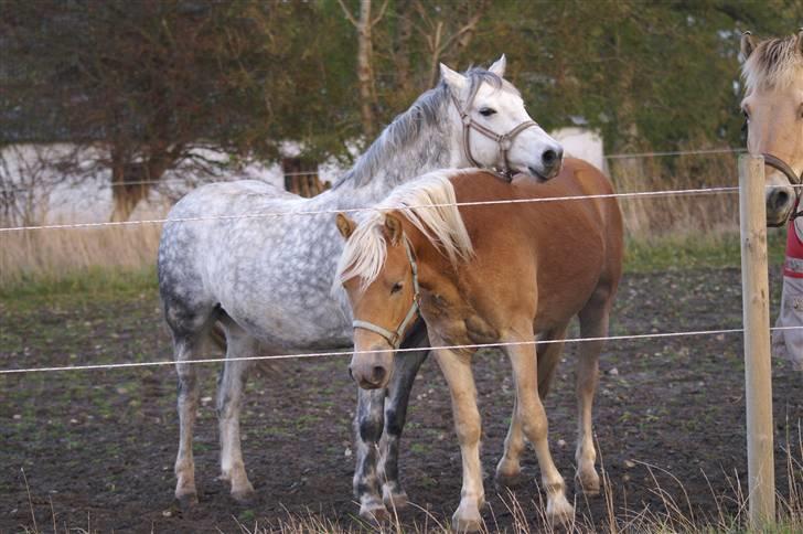 Haflinger RIDEDYRET ALADDIN - som snobby og snuske x) bedste venner, og kan ikke undvære hinanden (; 2års billede 22