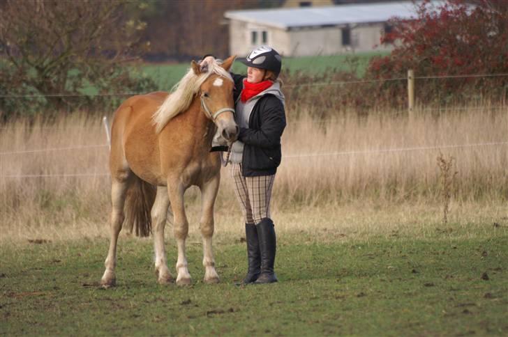 Haflinger RIDEDYRET ALADDIN - store dyr x) 2års billede 23