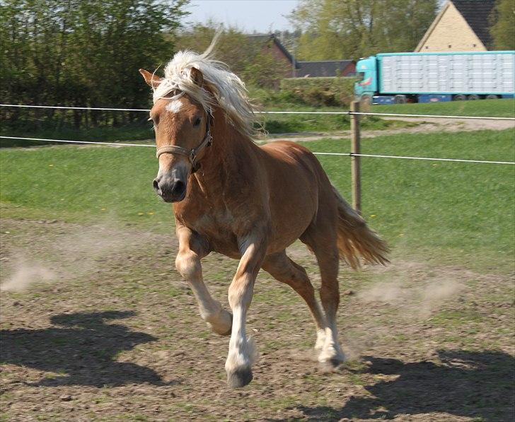 Haflinger RIDEDYRET ALADDIN - 3års billede 25