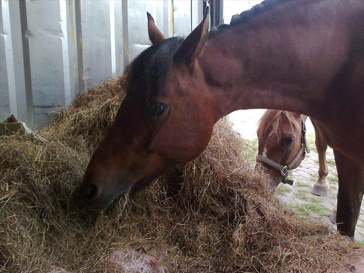 Anden særlig race Ofelia<3. - Ned på 58. Hvor Trine Henriksen passede hende. billede 11