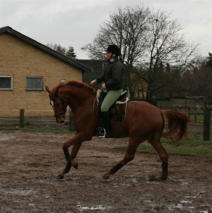 Dansk Varmblod Danheats Tjarkie - Udendørs ridning - galop billede 13