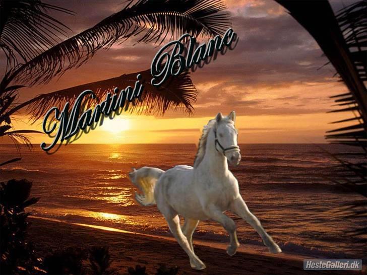 Palomino SOLGT  Martini Blanc billede 8