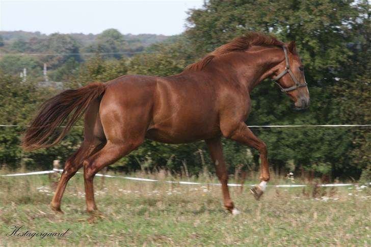 Fuldblod (XX) Cosco XX billede 3