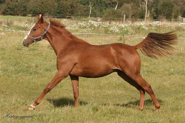 Fuldblod (XX) Cosco XX billede 7