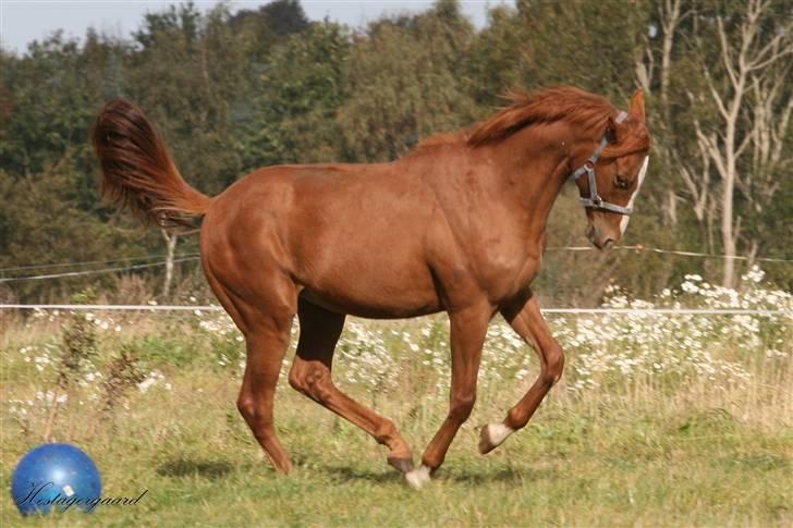 Fuldblod (XX) Cosco XX billede 11