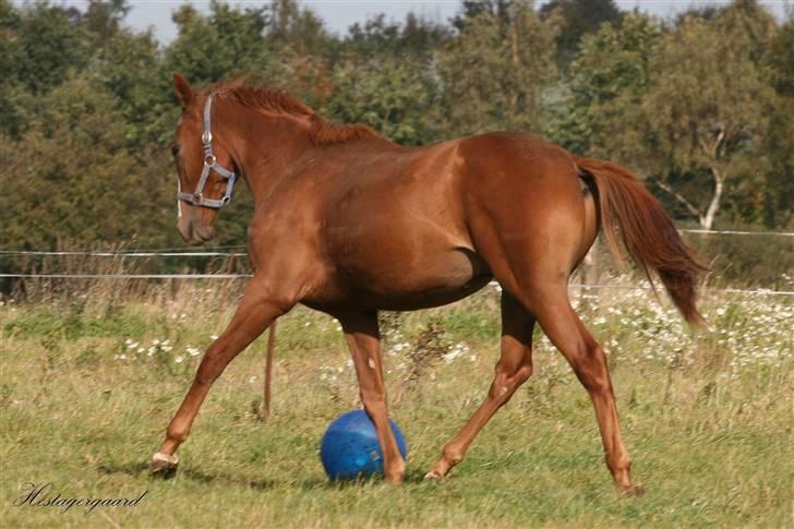 Fuldblod (XX) Cosco XX billede 12