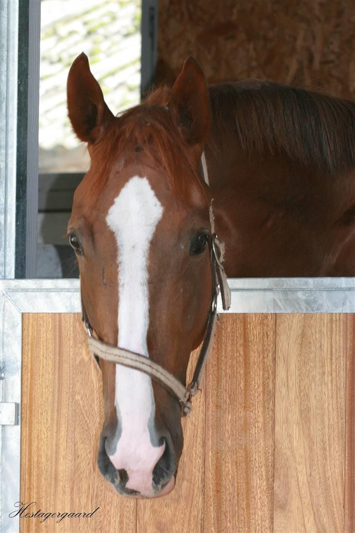 Fuldblod (XX) Sir Polo XX billede 1