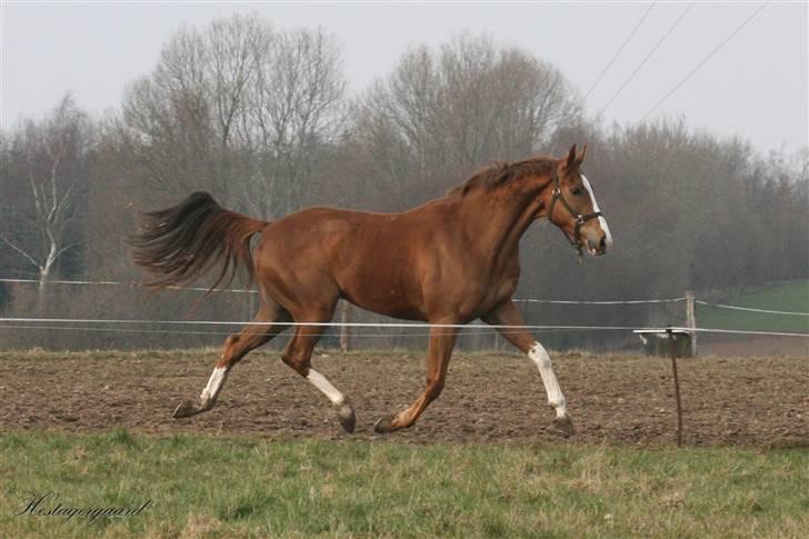 Fuldblod (XX) Sir Polo XX billede 2