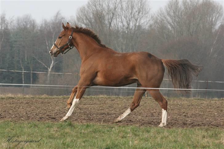 Fuldblod (XX) Sir Polo XX billede 3