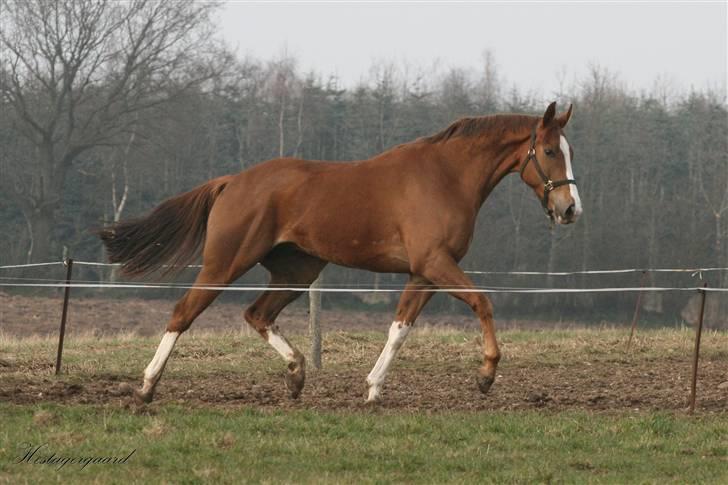 Fuldblod (XX) Sir Polo XX billede 4