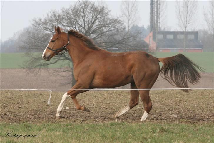 Fuldblod (XX) Sir Polo XX billede 5