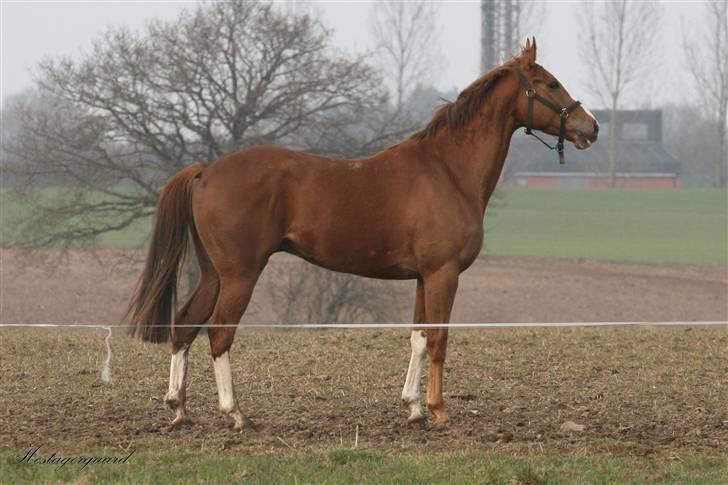 Fuldblod (XX) Sir Polo XX billede 6