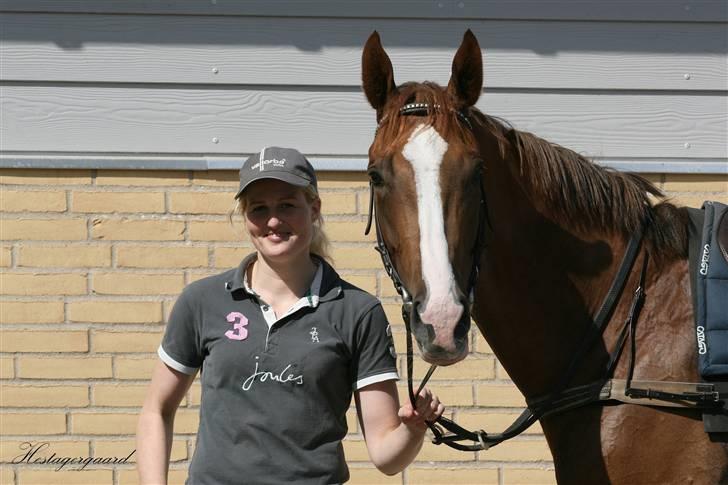 Fuldblod (XX) Sir Polo XX billede 7