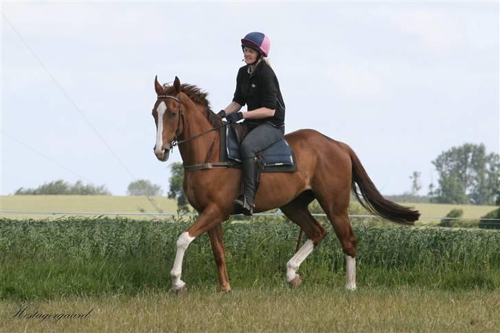 Fuldblod (XX) Sir Polo XX billede 8